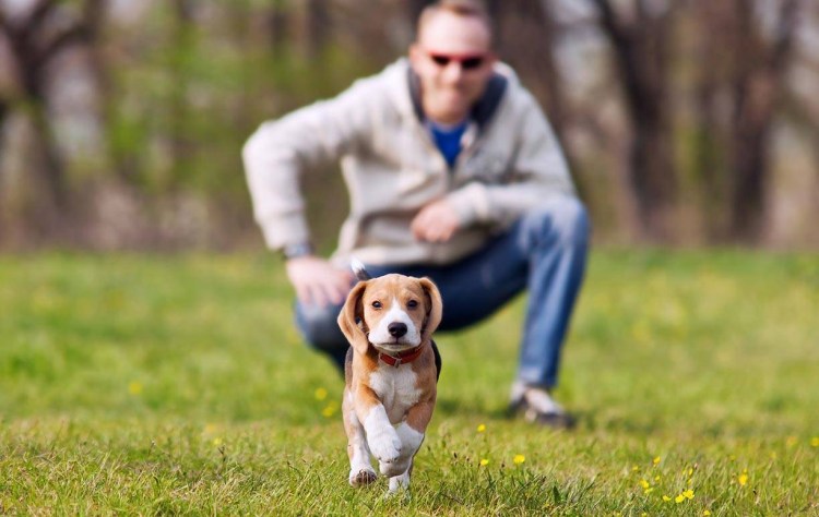 Поводок для собак