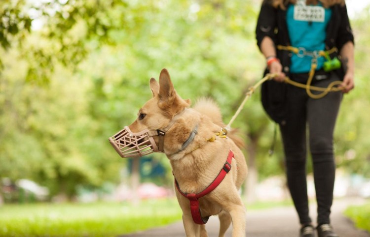 Хозяин собаки