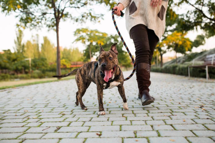 Брошенные животные