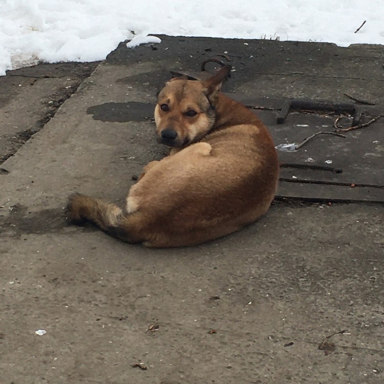 Уличные собаки