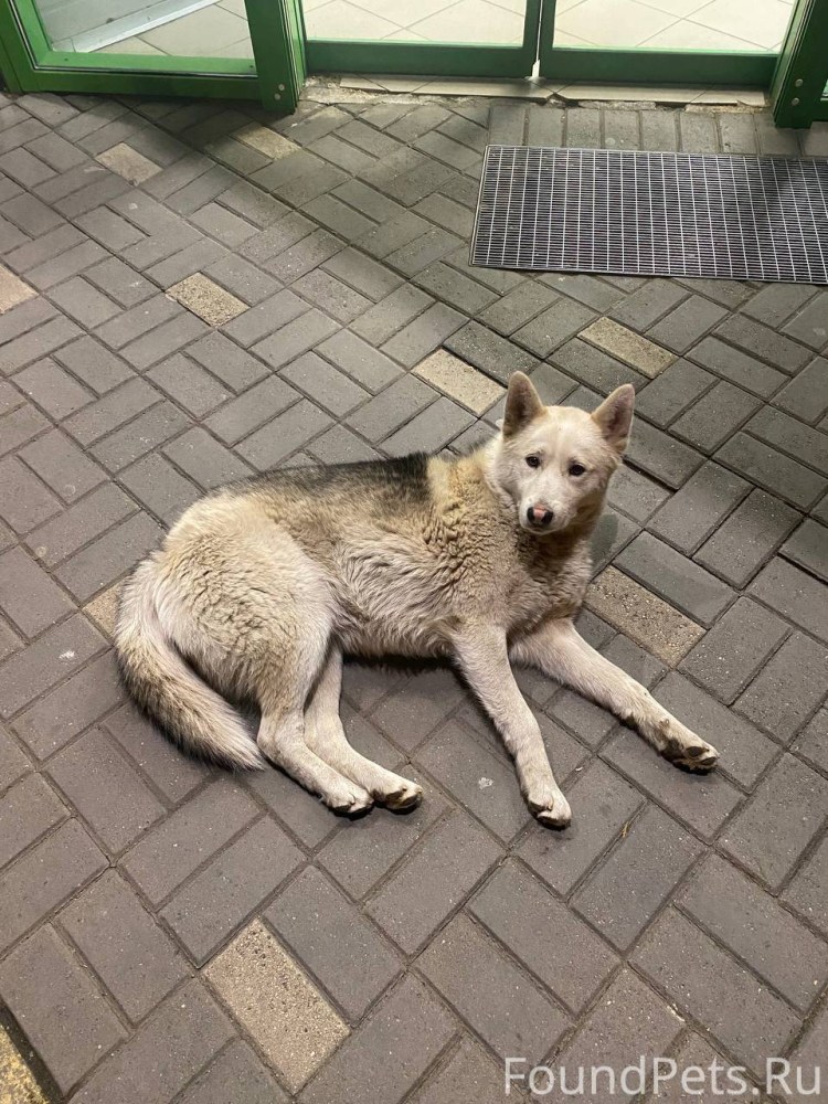 Гулять с собакой