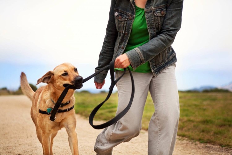 Убирать за собакой