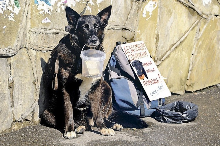 Мужчина выгуливает собаку