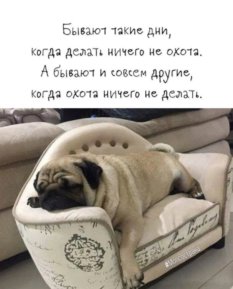 Мопс лентяй