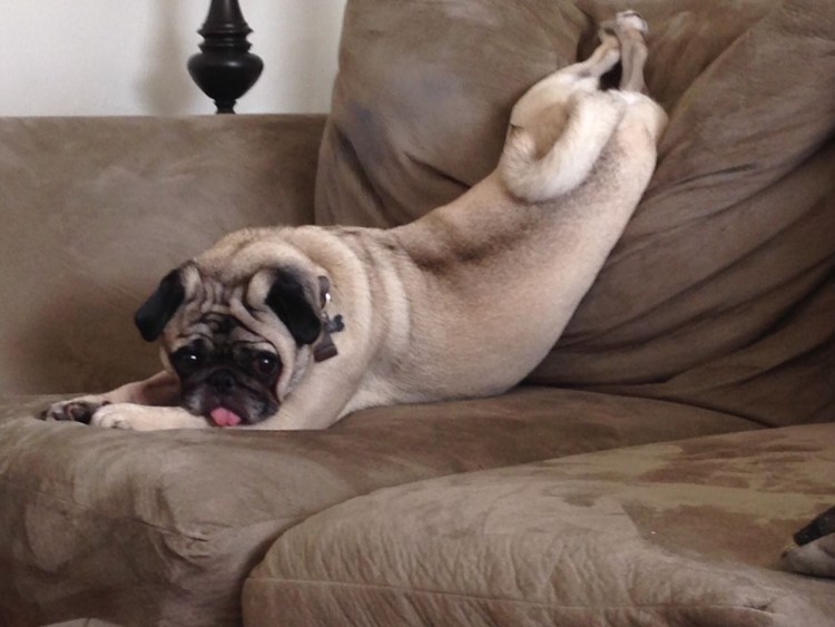 Австралийский Мопс