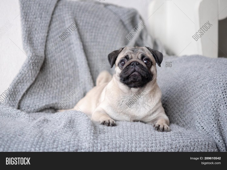 Мопс лежит на диване