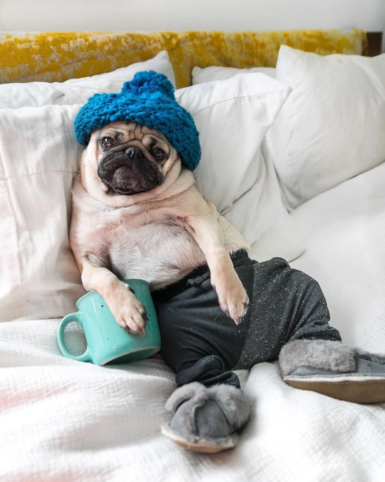 Мопс смешно спит