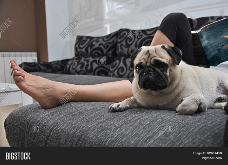 Мопс на диване