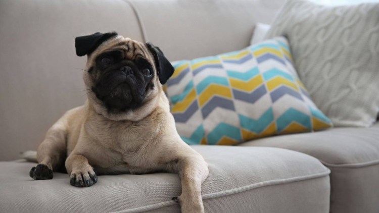 Спящий Мопс