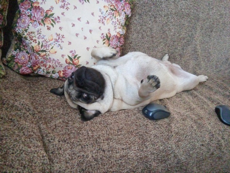 Мягкая подушка лежачий мопсик