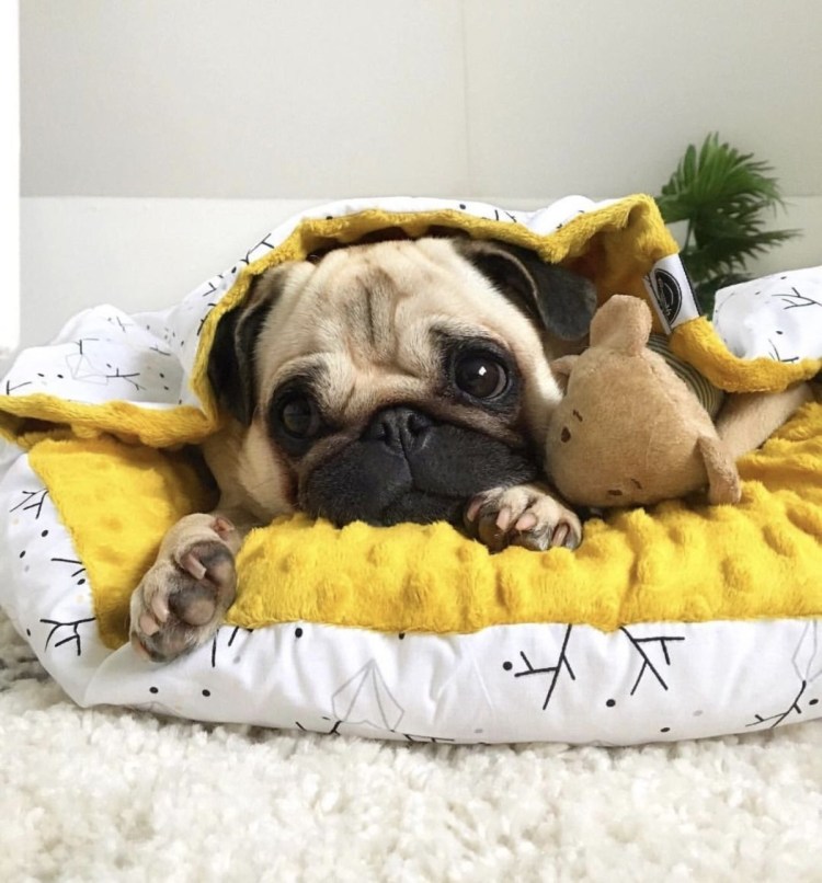 Королевский Мопс