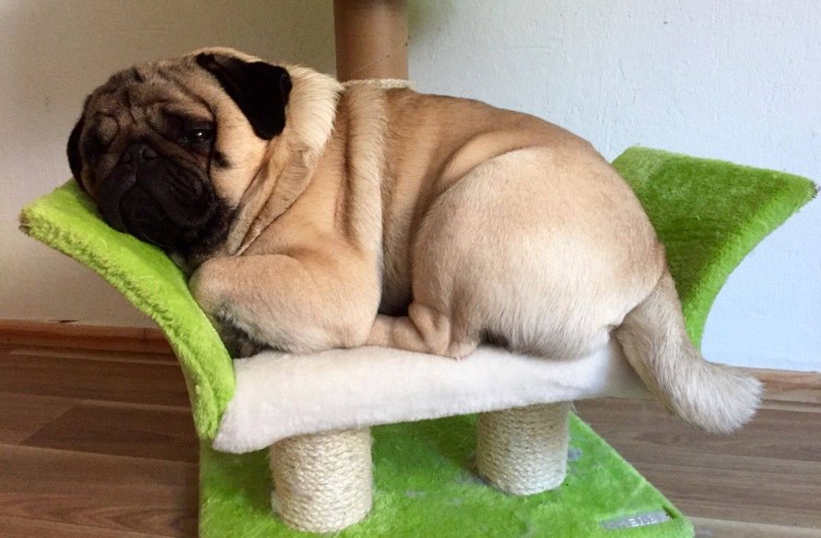Сонный Мопс
