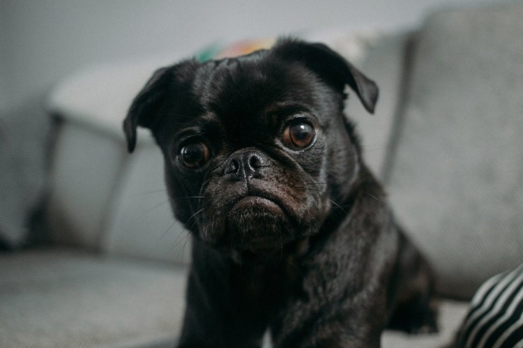 Уютные мопсы