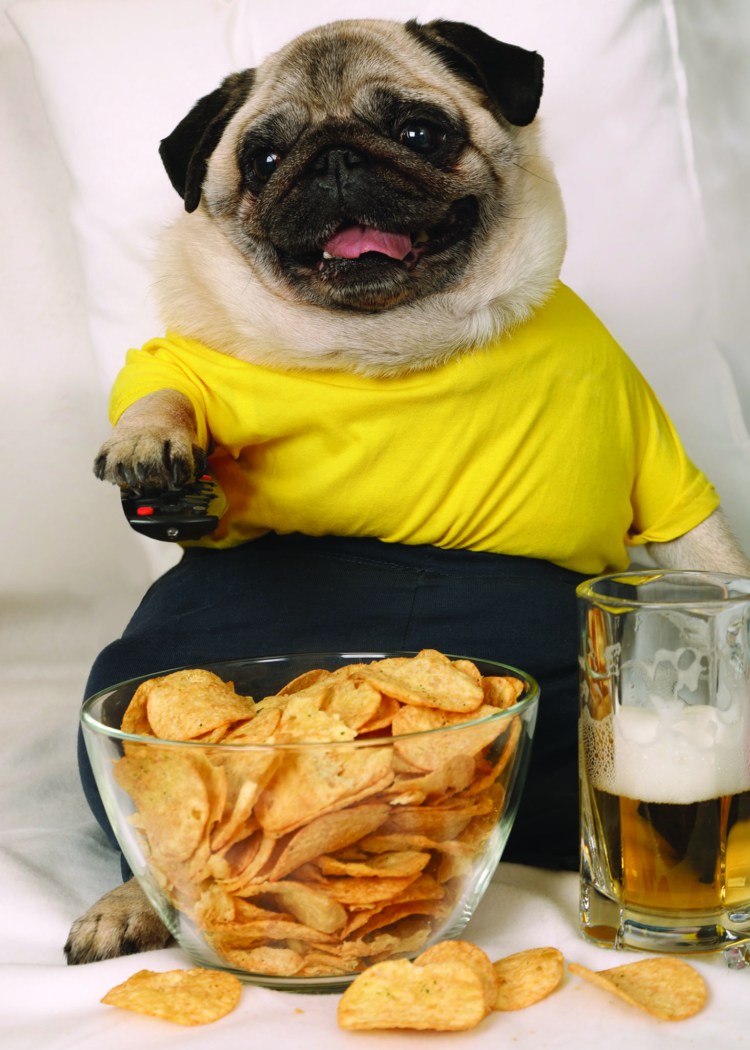 Мопс сидит на диване