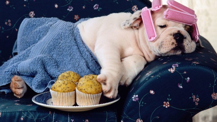 Лежанка для МОПСА