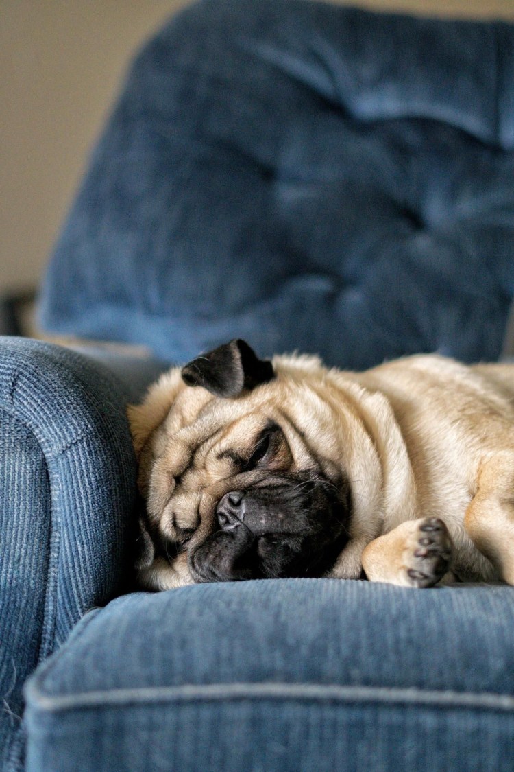 Спящие мопсы