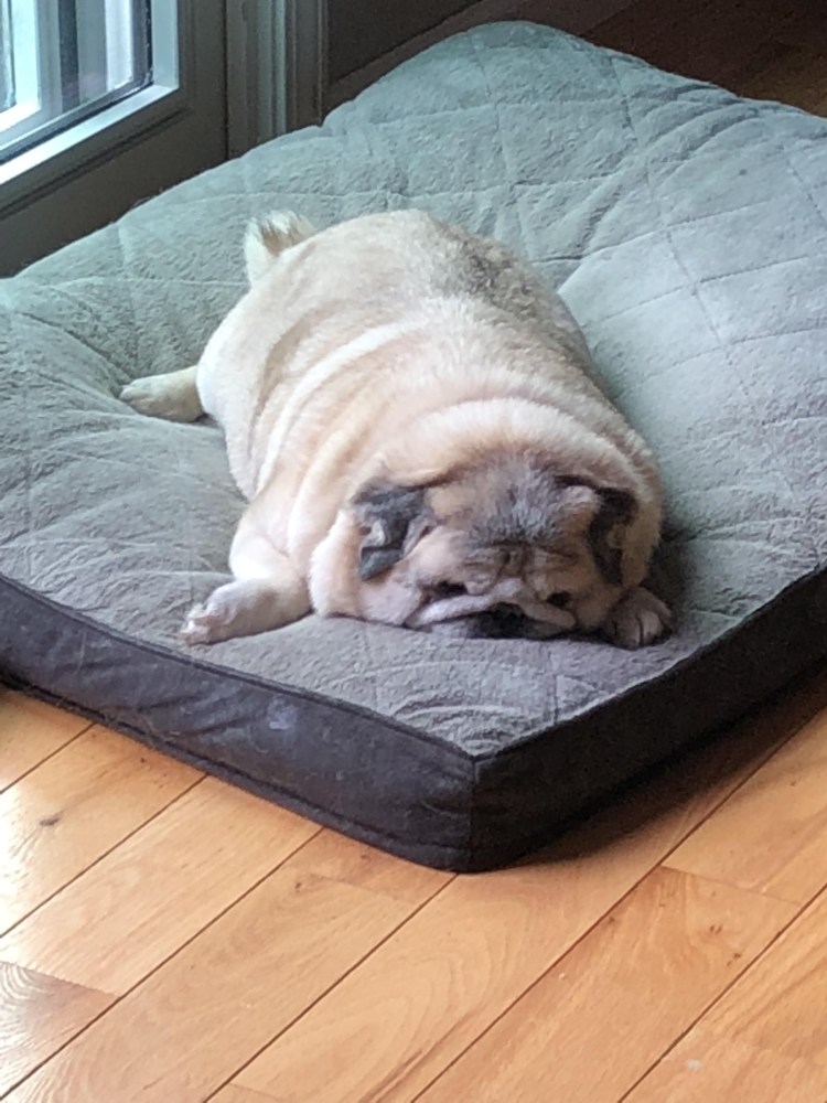 Щенки МОПСА флаффи