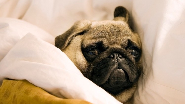 Диванчик для МОПСА