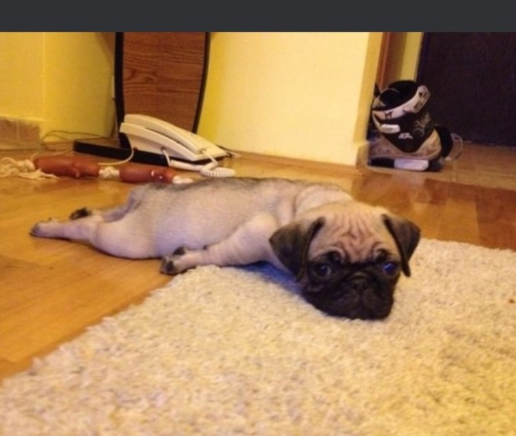 Мопс в одежде