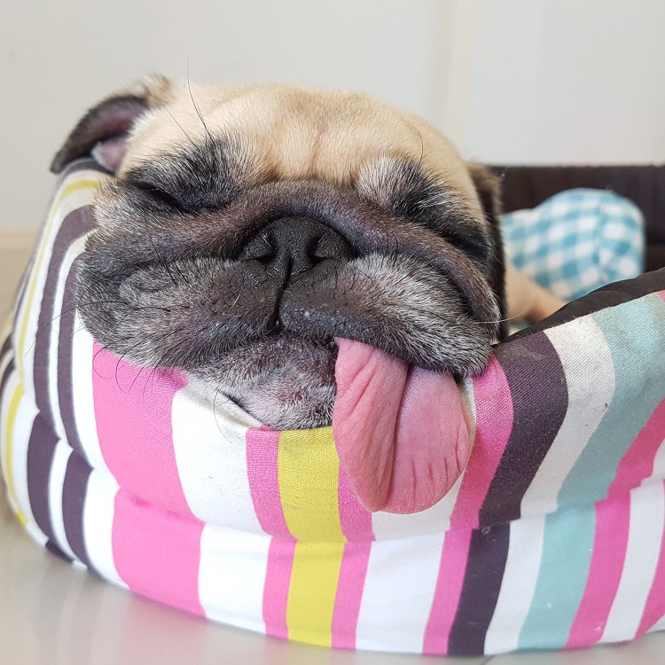 Уставший Мопс