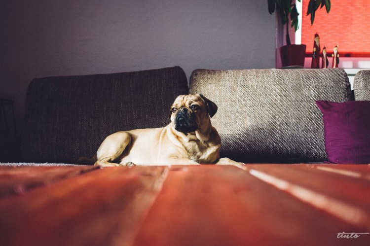 Собака на яркий диване