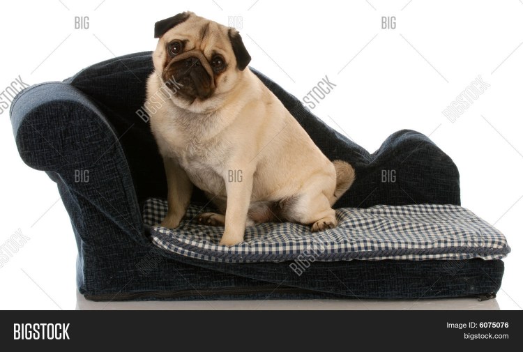 Мопс лежит на диване