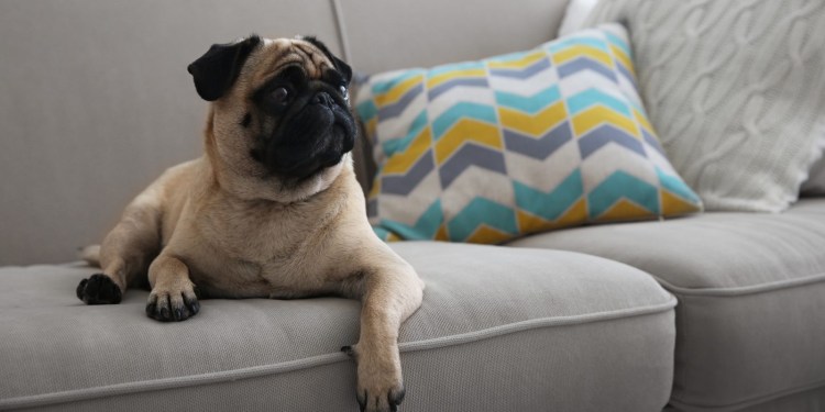 Мопс в квартире