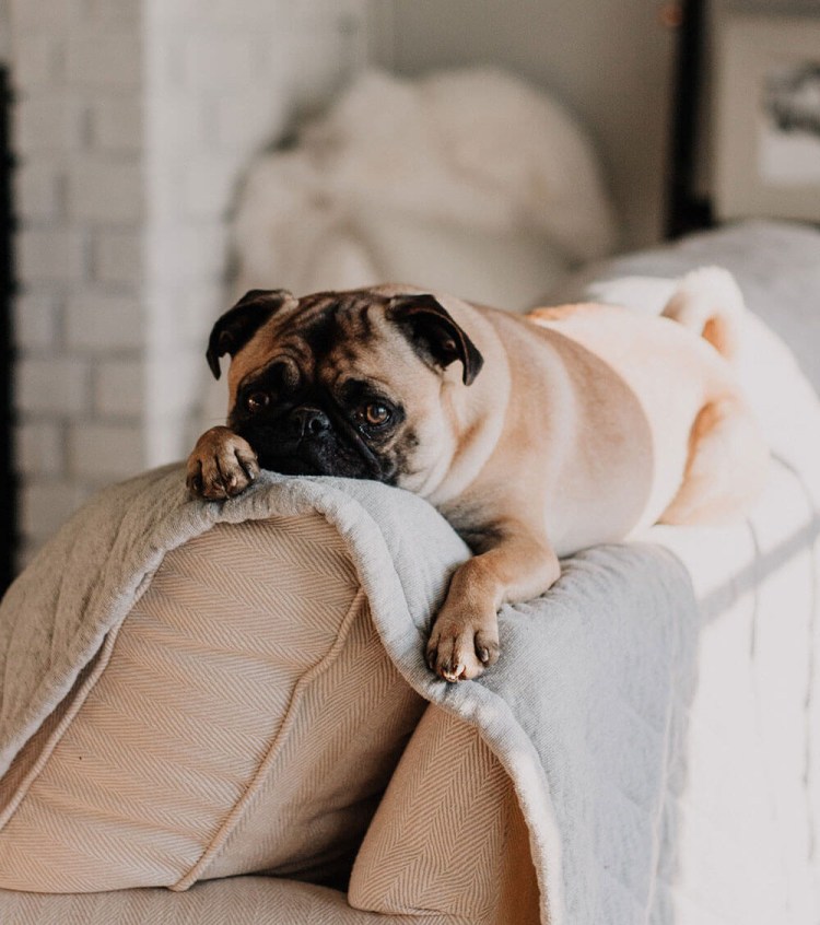 Собака спит на диване