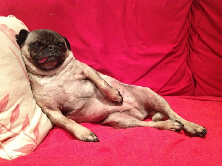 Уставший Мопс