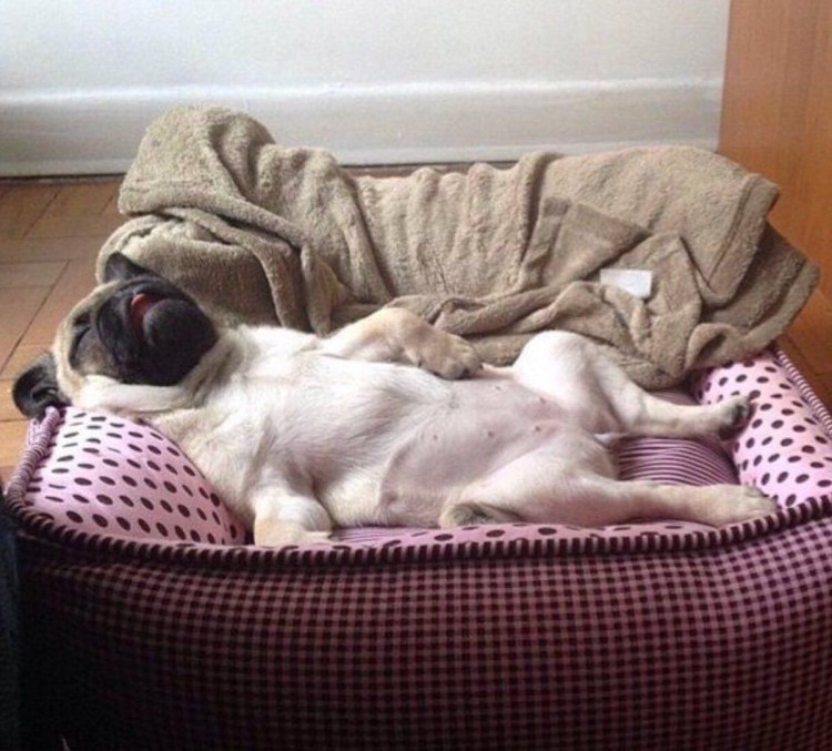 Мопс в одеяле