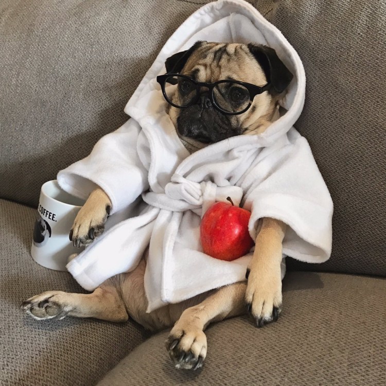 Спящий Мопс