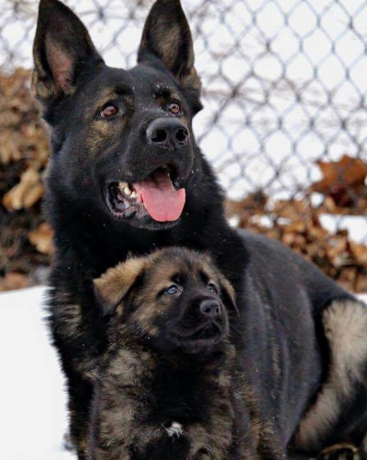 Кавказская овчарка