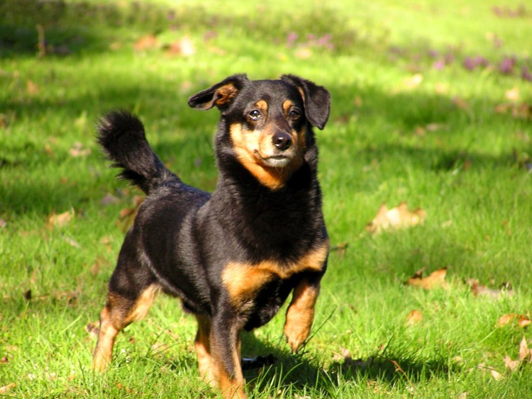 Американская Акита охрана