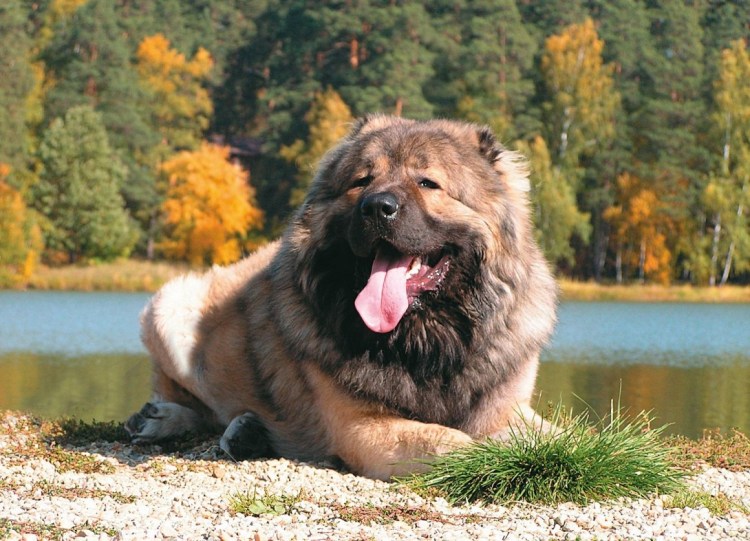 Домашняя немецкая овчарка
