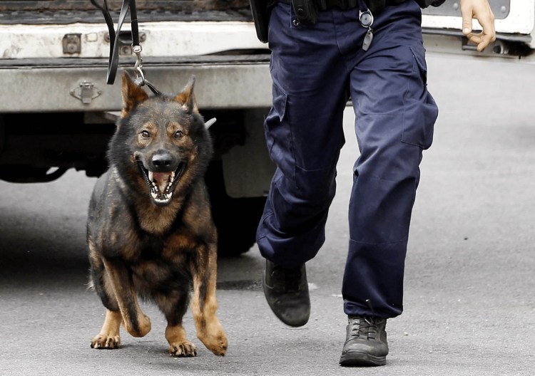 Питбуль телохранитель