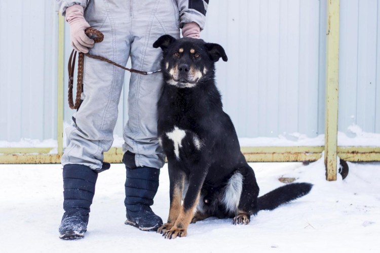 Сторожевые собаки охрана территории