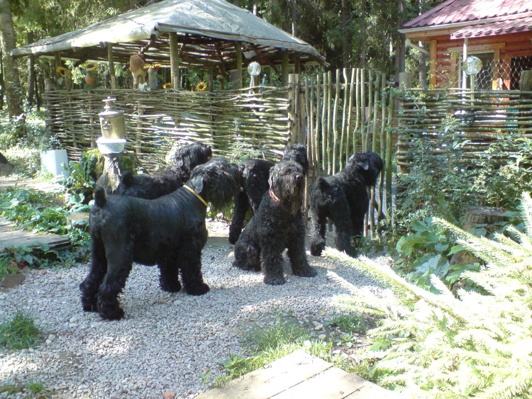 Кане Корсо и ньюфаундленд