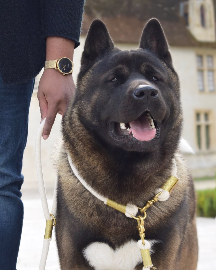 Собаки для охраны