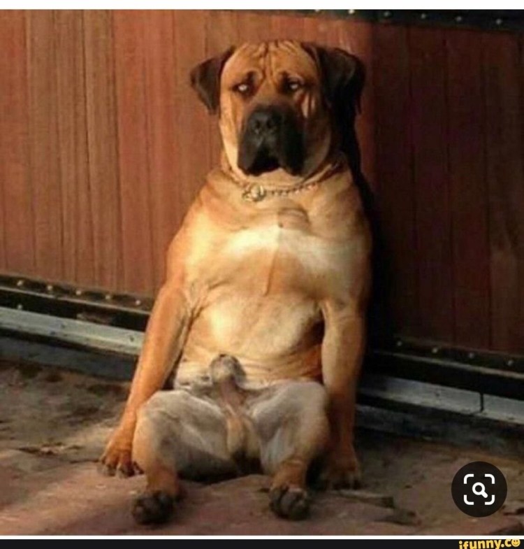 Охранные собаки Доберман