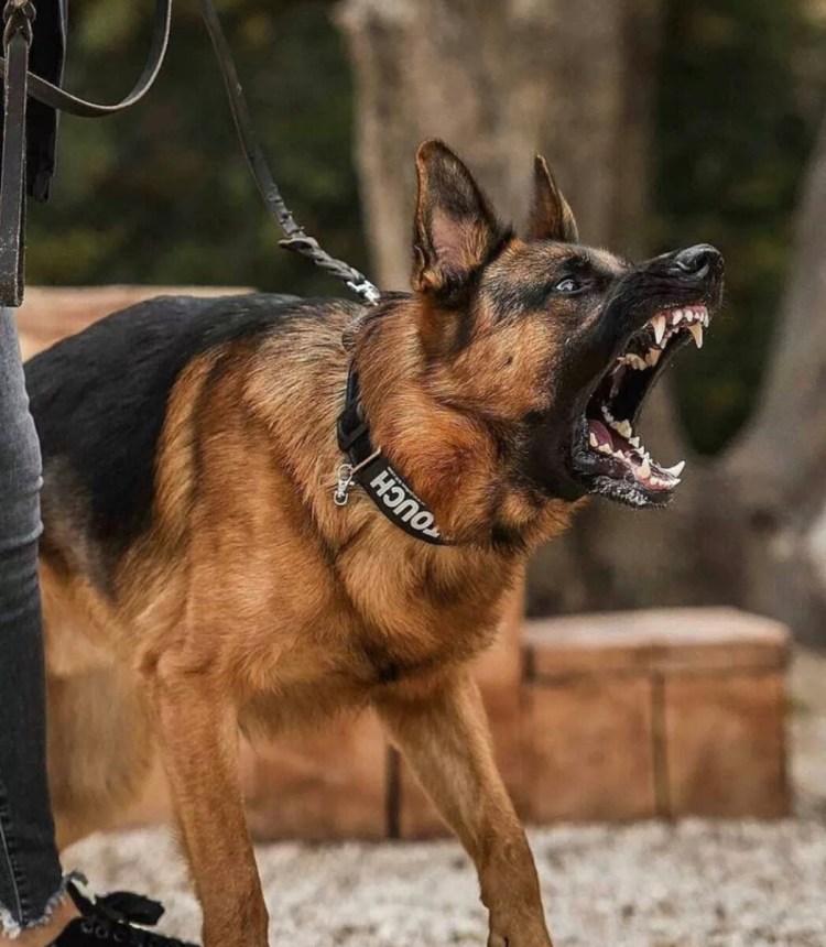 Немецкая сторожевая овчарка