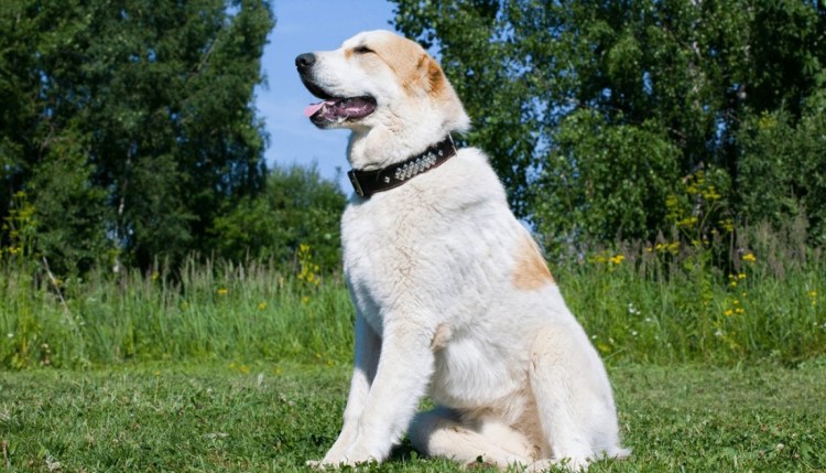 Собака ротвейлер