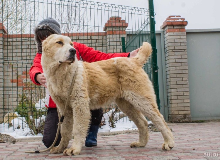 Кавказская овчарка алабай Доберман
