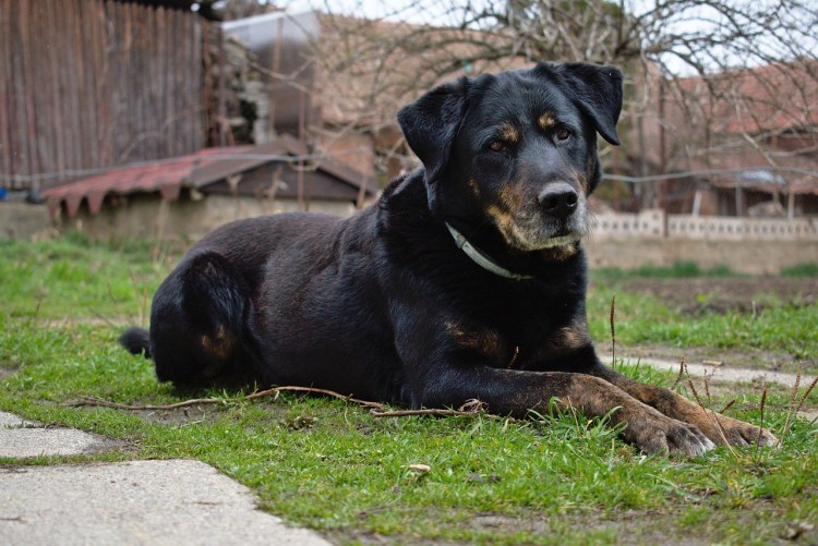 Пять пород собак для квартиры