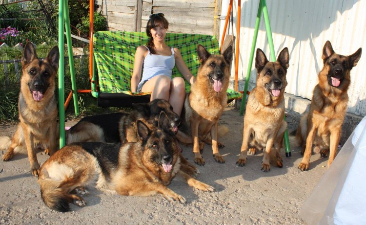 Бульмастиф злой