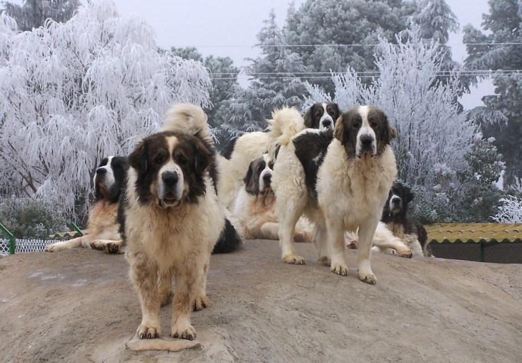 Доберман пятнистый