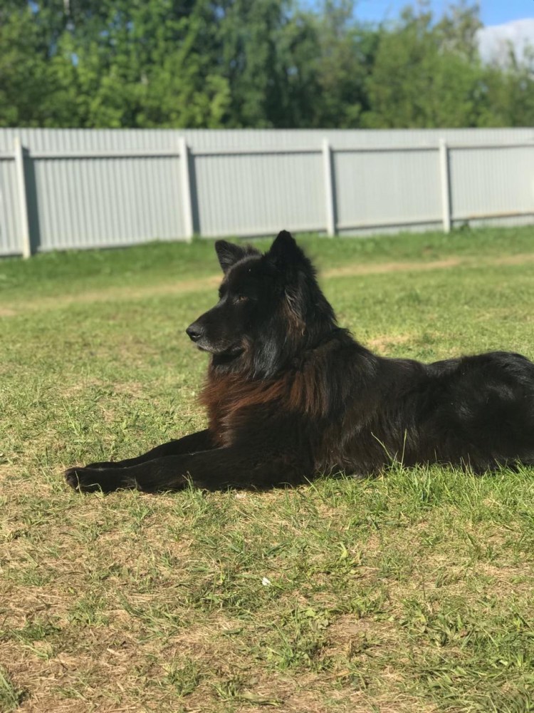 Московская сторожевая и Кавказская овчарка