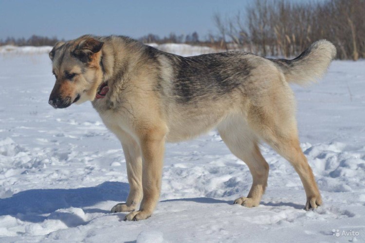 Крупные породы собак