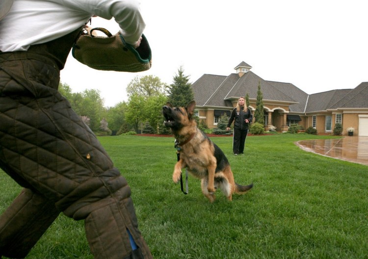 Алабай и Леонбергер