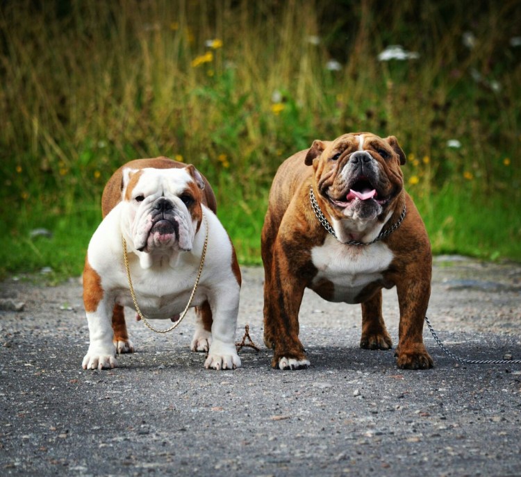 Немецкая овчарка злица