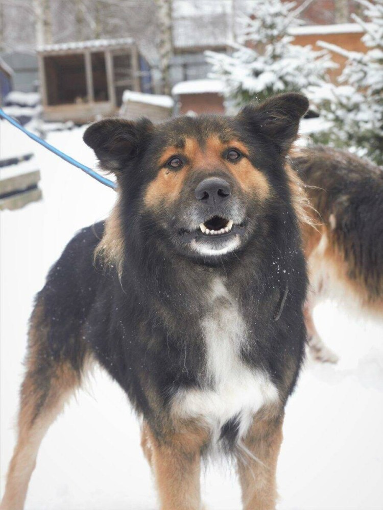 Собака Пиренейский мастиф